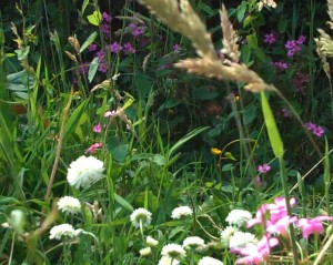 wild flowers2